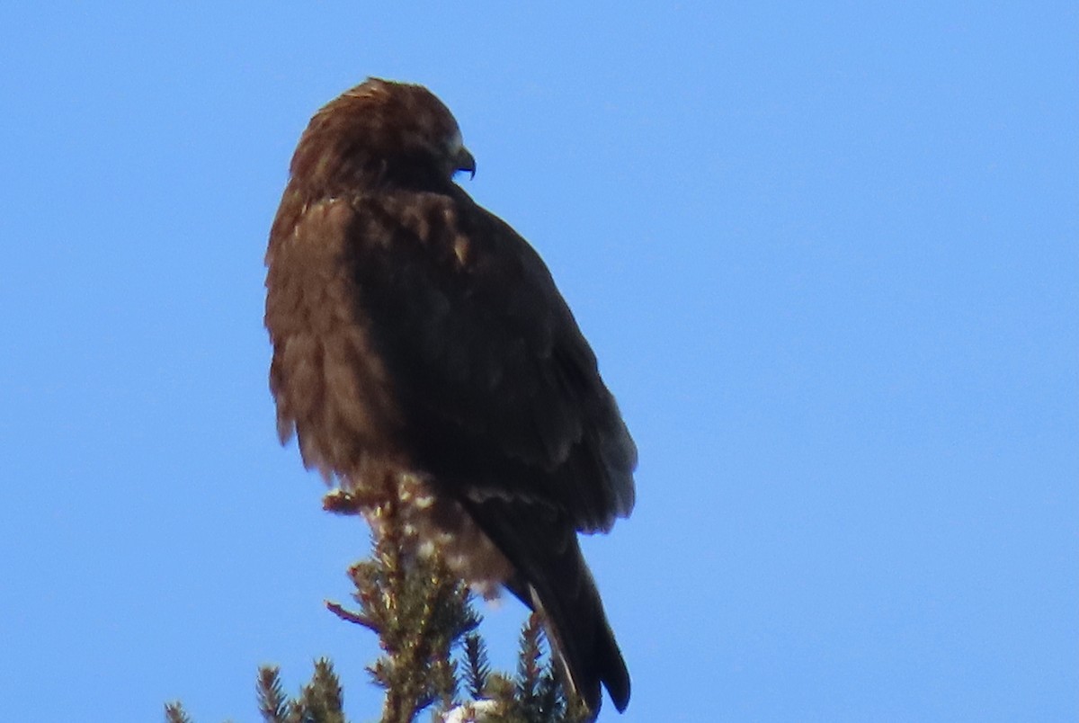 Rough-legged Hawk - ML646941659