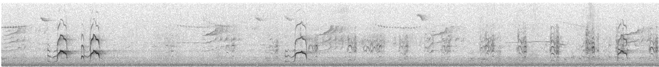 Pied Oystercatcher - ML646941662