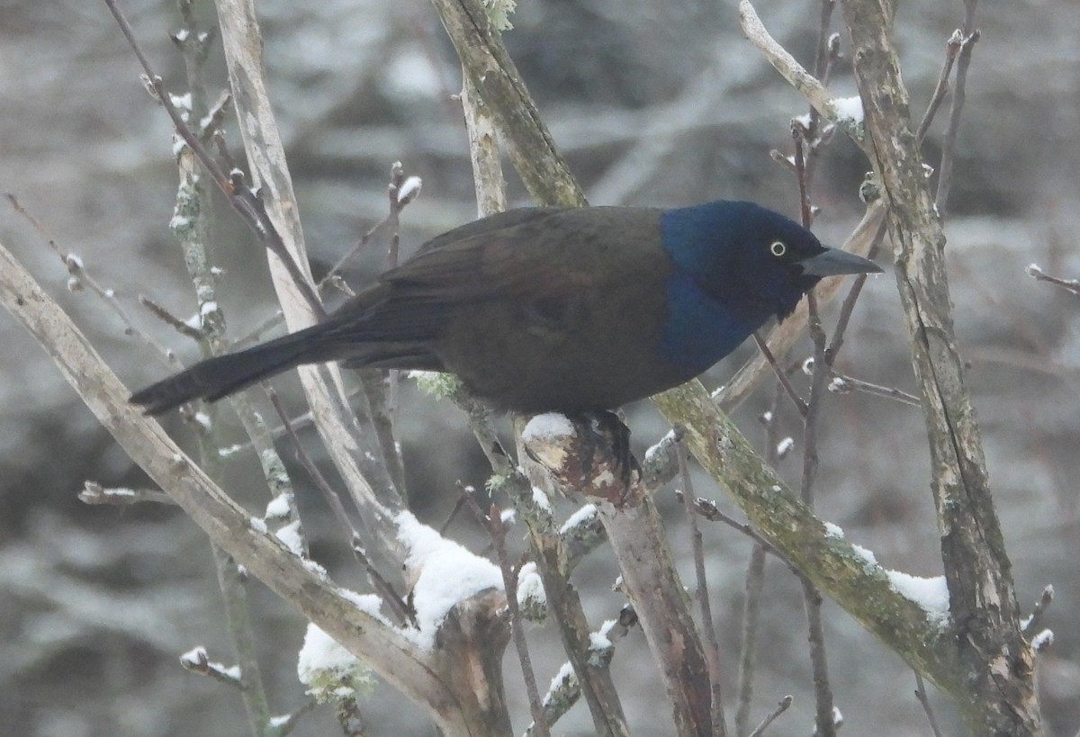 Common Grackle - ML646941666