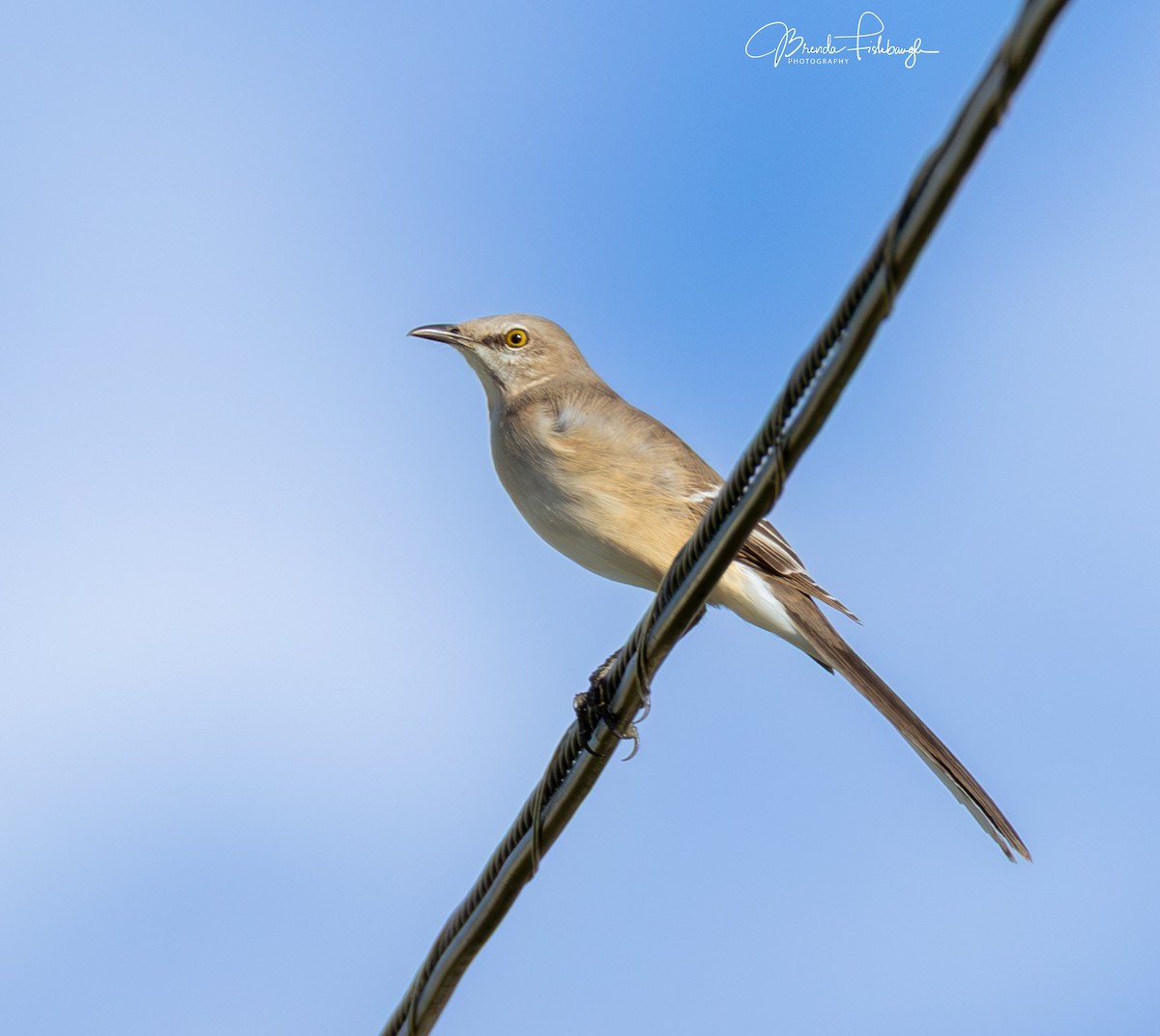 Многоголосый пересмешник - ML646941671