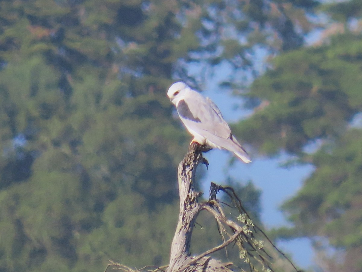 White-tailed Kite - ML646941672