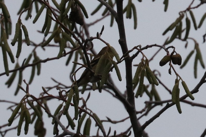 Goldzeisig - ML646941676