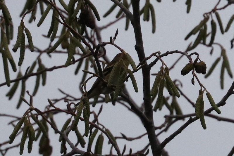 Goldzeisig - ML646941677