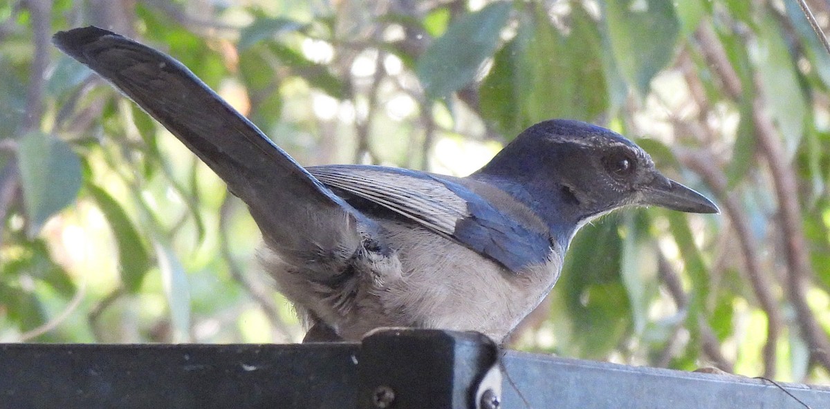 sojka západní - ML646941708