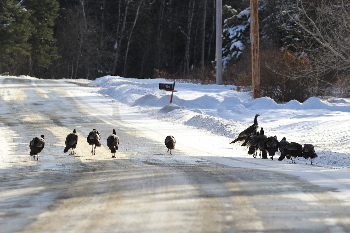 Wild Turkey - ML646941739