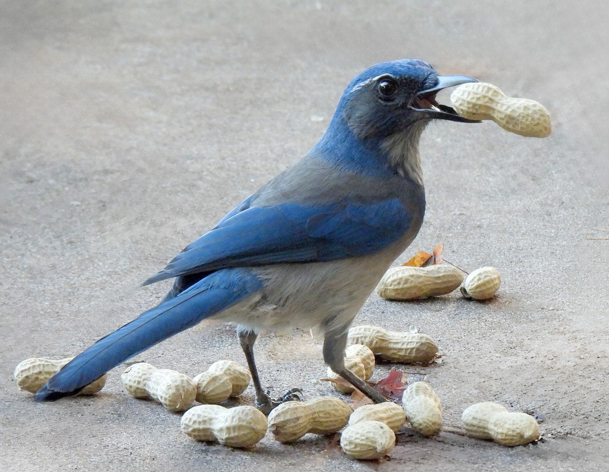 sojka západní - ML646941746