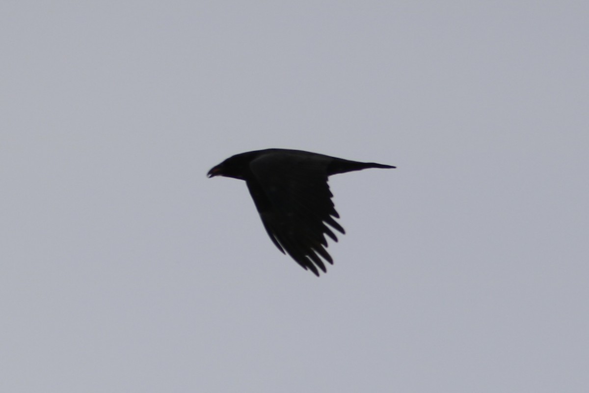 Erroi handia - ML646941750