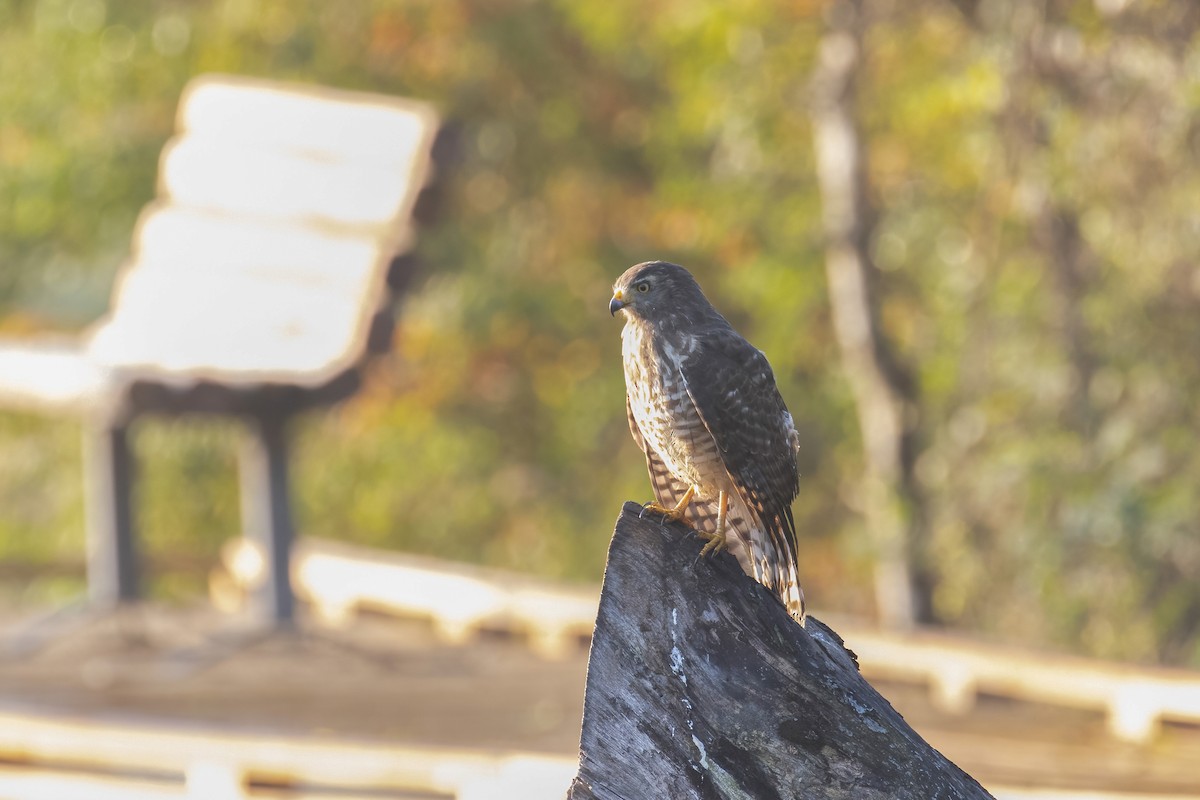 Roadside Hawk - ML646941754