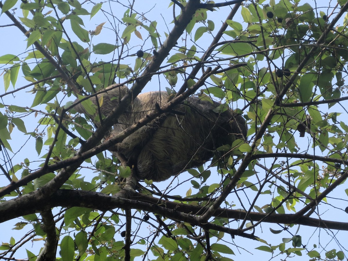 Животные - ML646941756