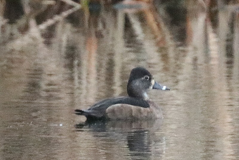 Ringschnabelente - ML646941757