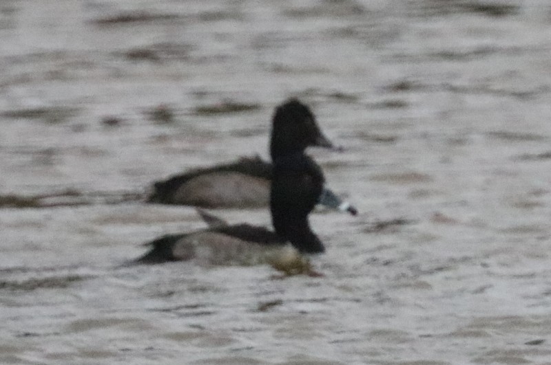 Ringschnabelente - ML646941758