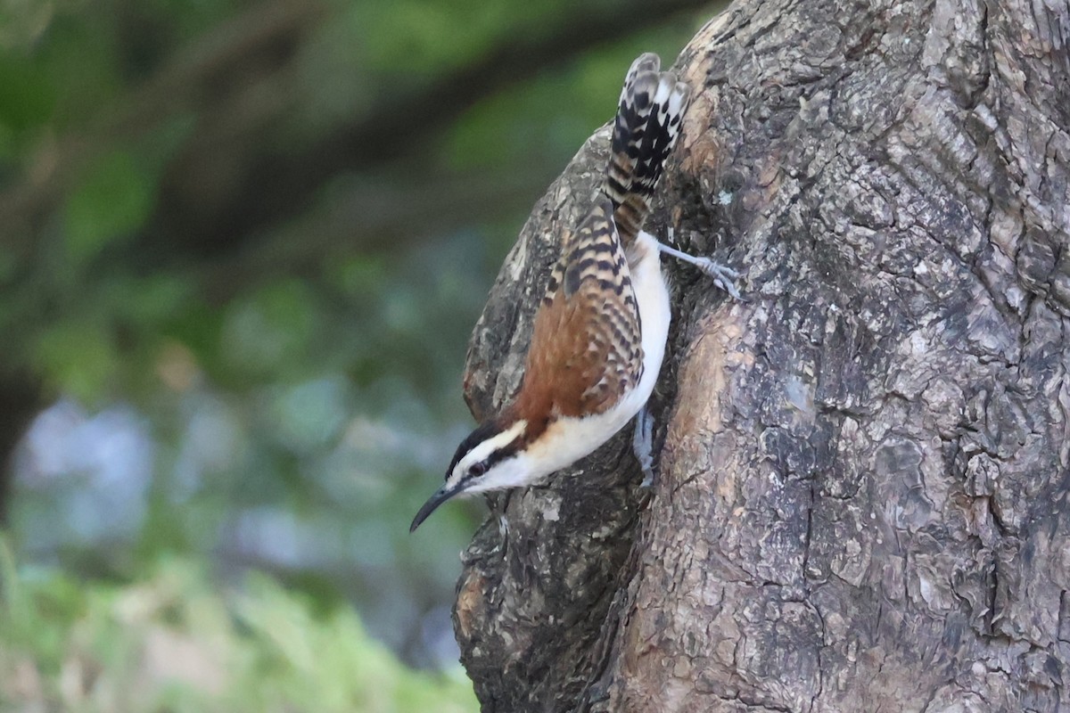 Rufous-backed Wren - ML646941759