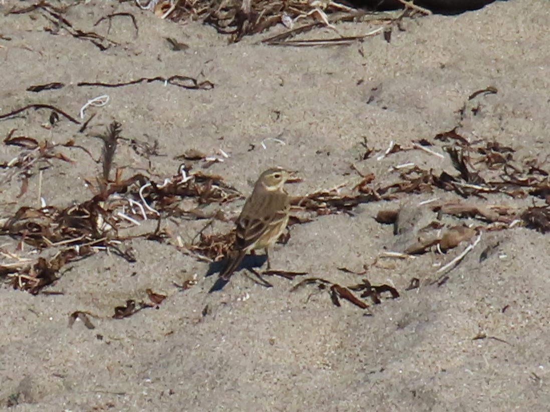 American Pipit - ML646941760
