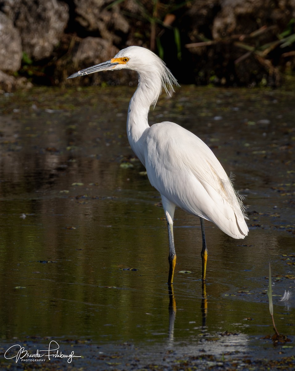 Снежная цапля - ML646941765