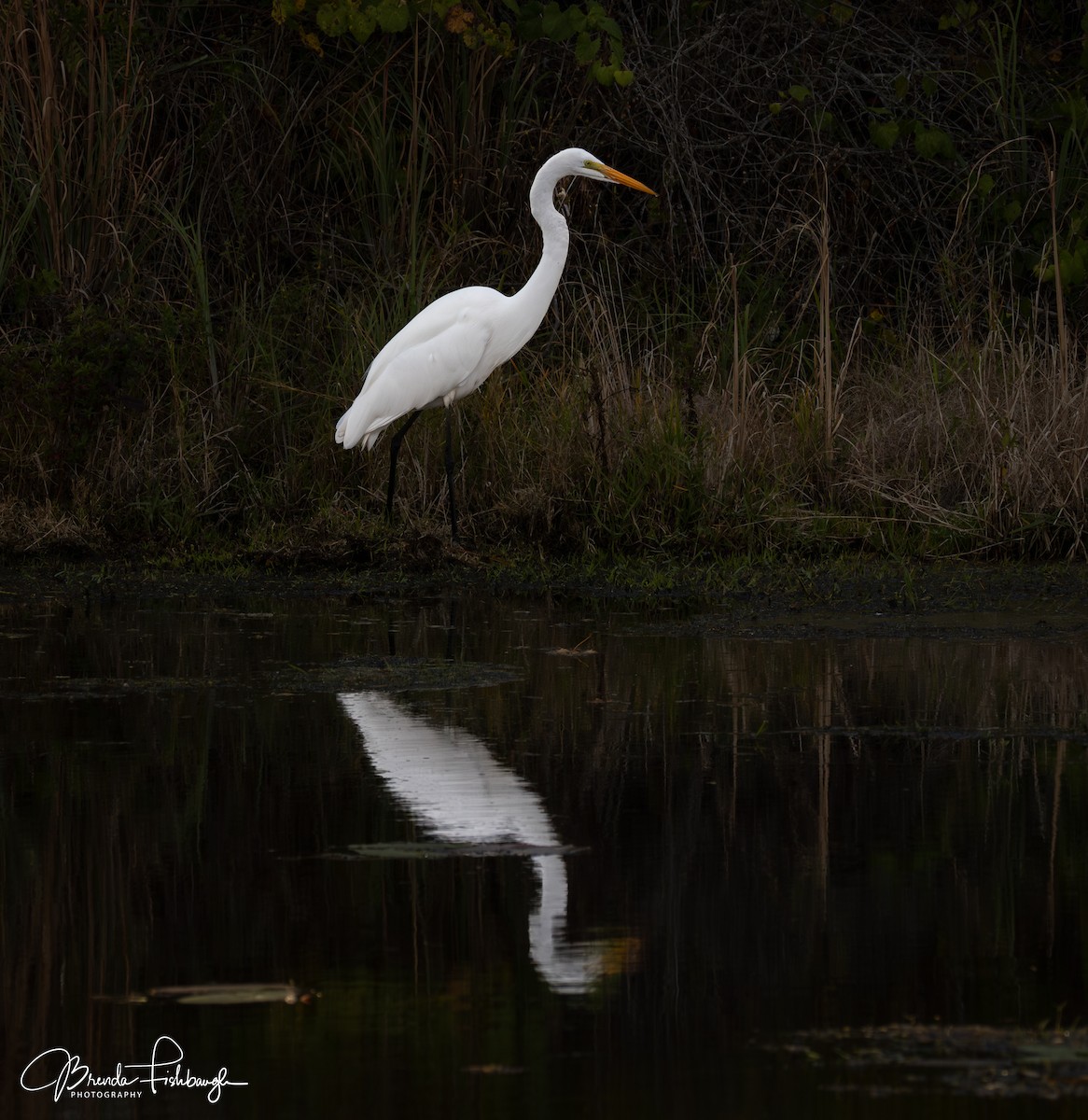 Большая белая цапля - ML646941766