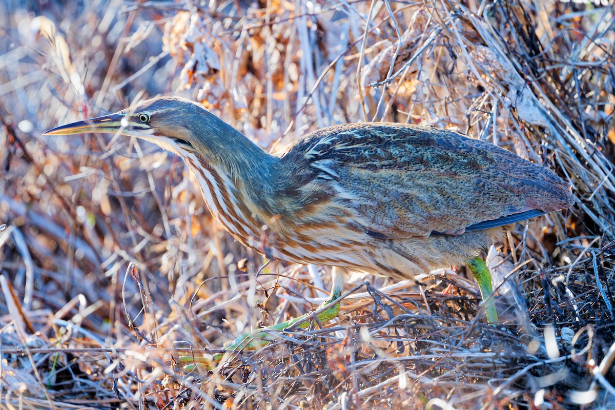 American Bittern - ML646941771