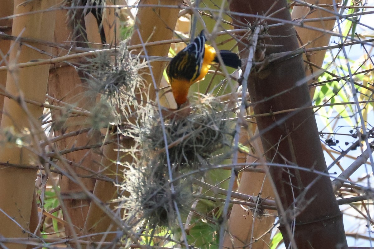 Streak-backed Oriole - ML646941777