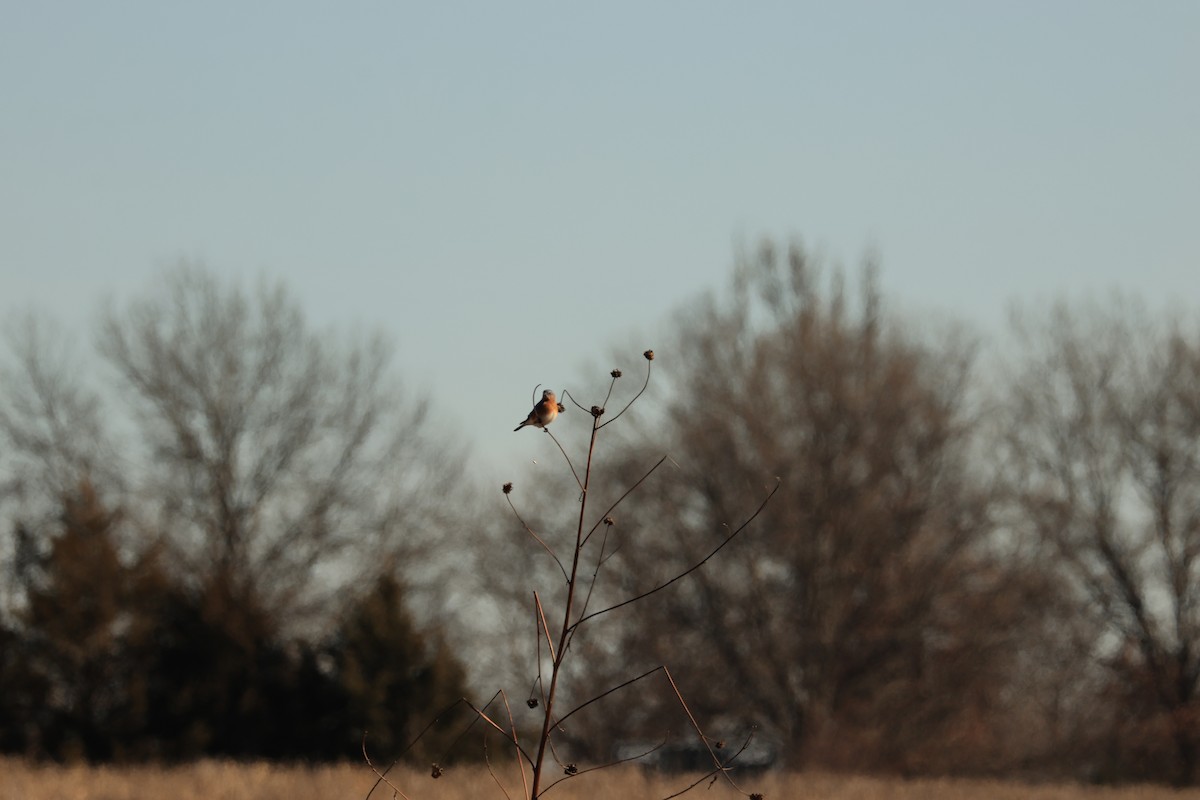 Eastern Bluebird - ML646941782