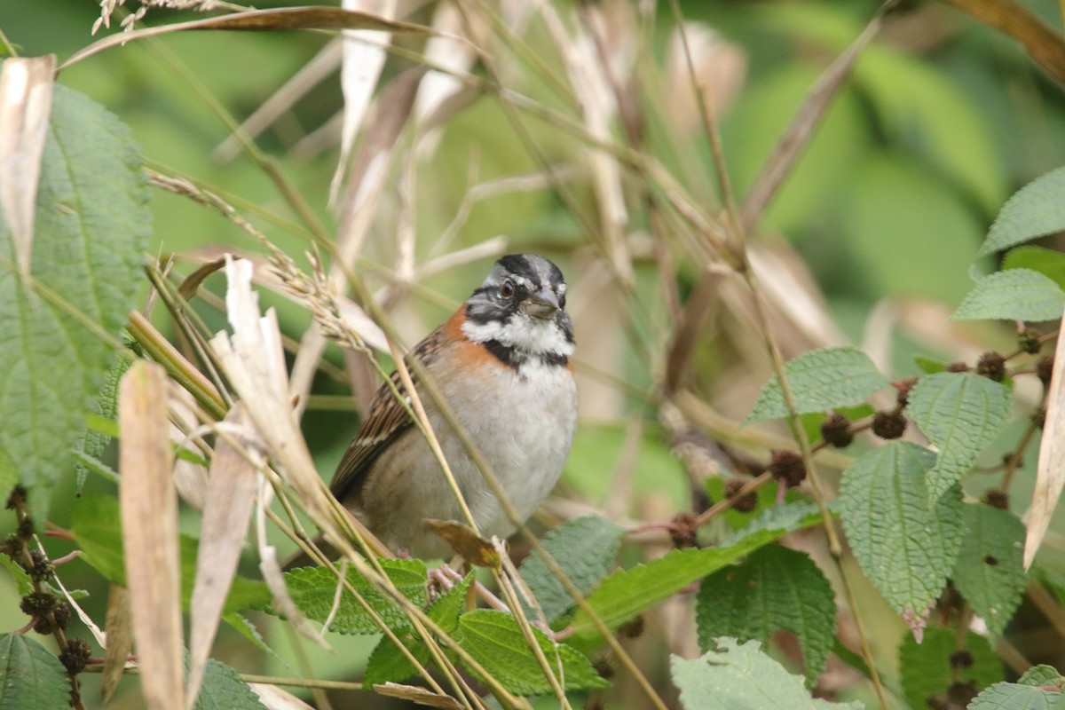 Morgenammer - ML646941784