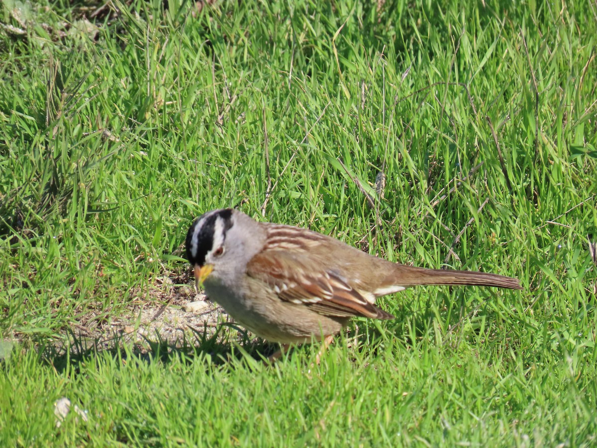 White-crowned Sparrow - ML646941785