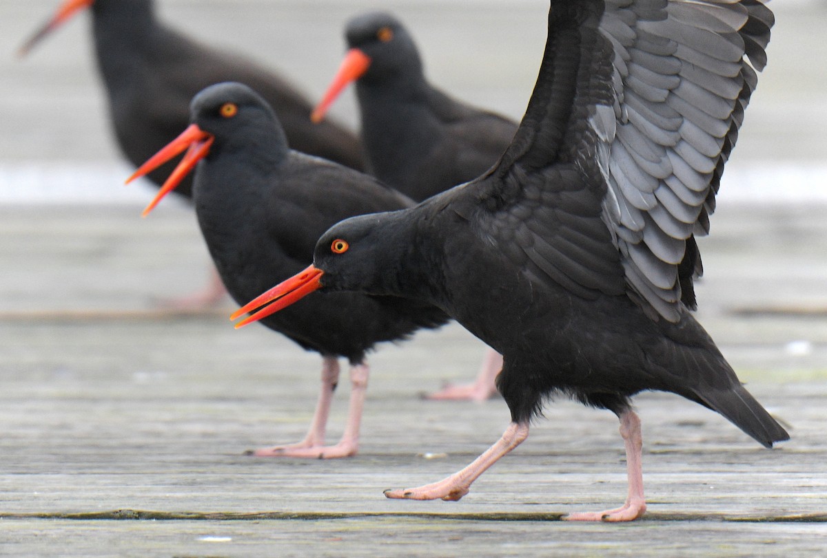 Black Oystercatcher - ML646941787