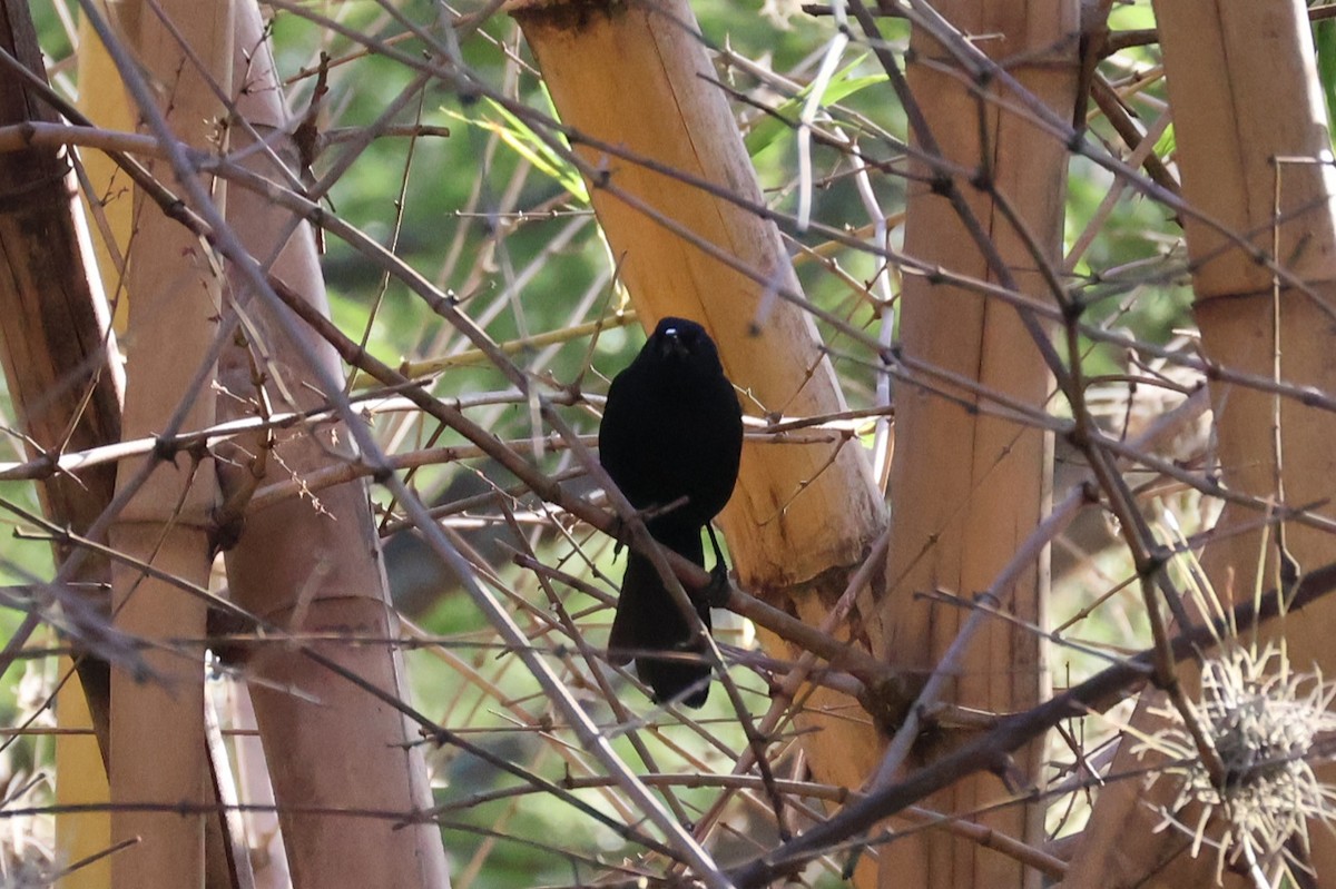 Melodious Blackbird - ML646941792