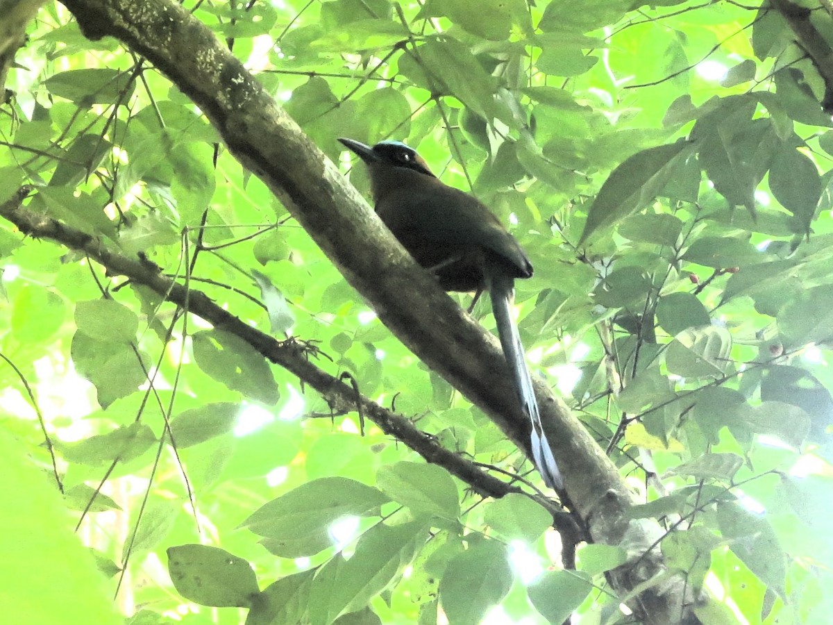 Карибский момот - ML646941793