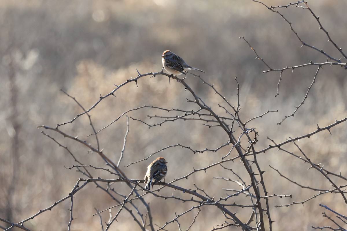 American Tree Sparrow - ML646941795