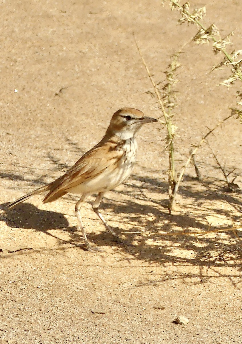 Dune Lark (Dune) - ML646941796