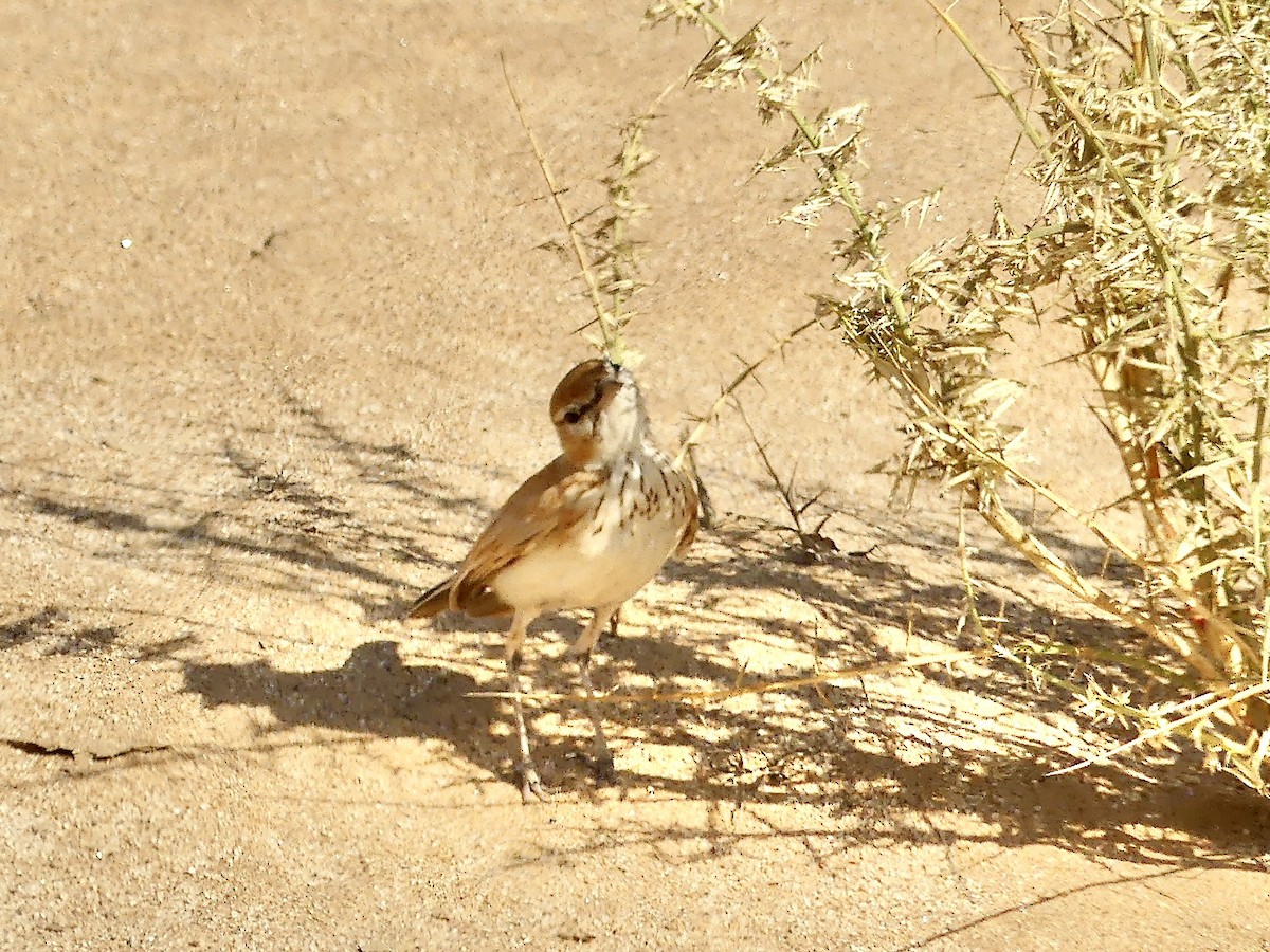 Dune Lark (Dune) - ML646941797