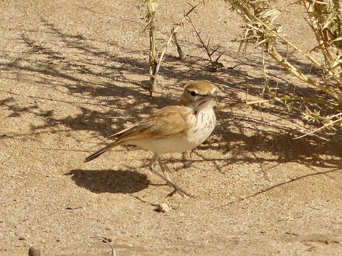 Dune Lark (Dune) - ML646941798