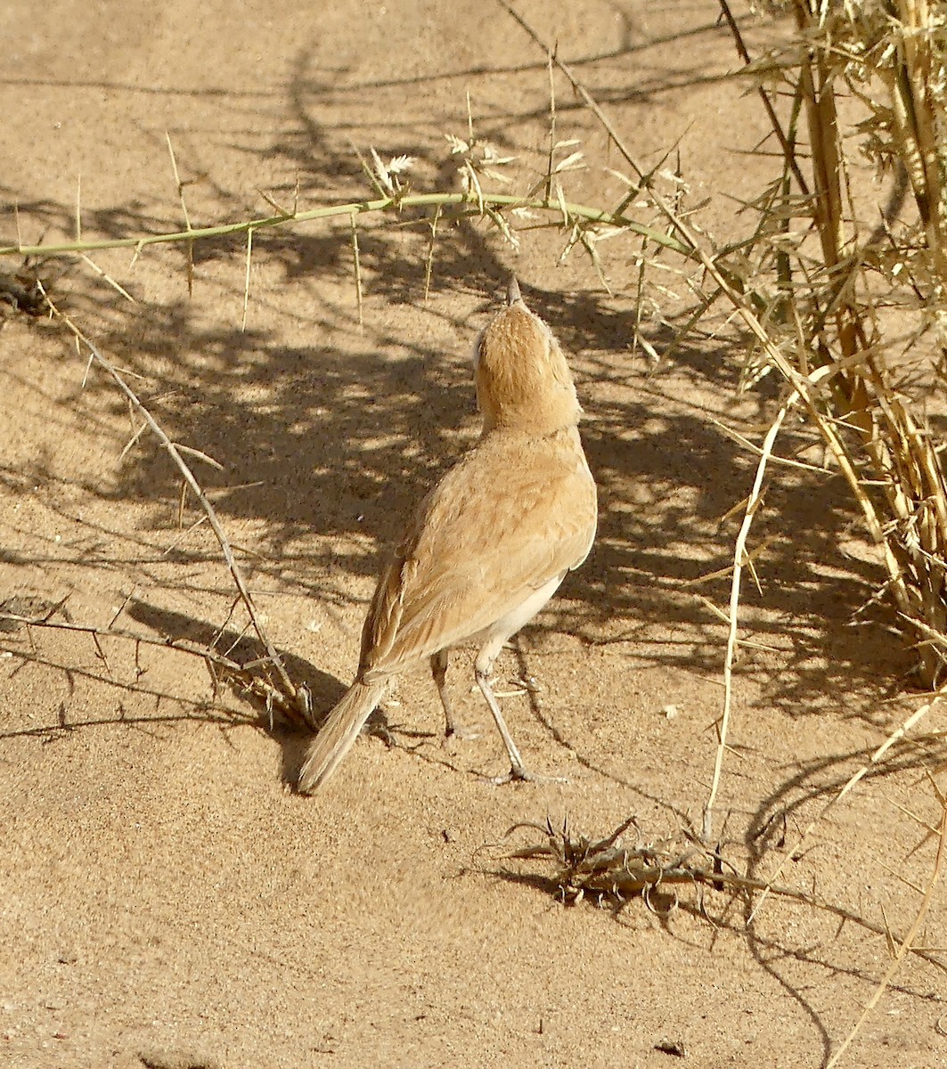 Dune Lark (Dune) - ML646941799