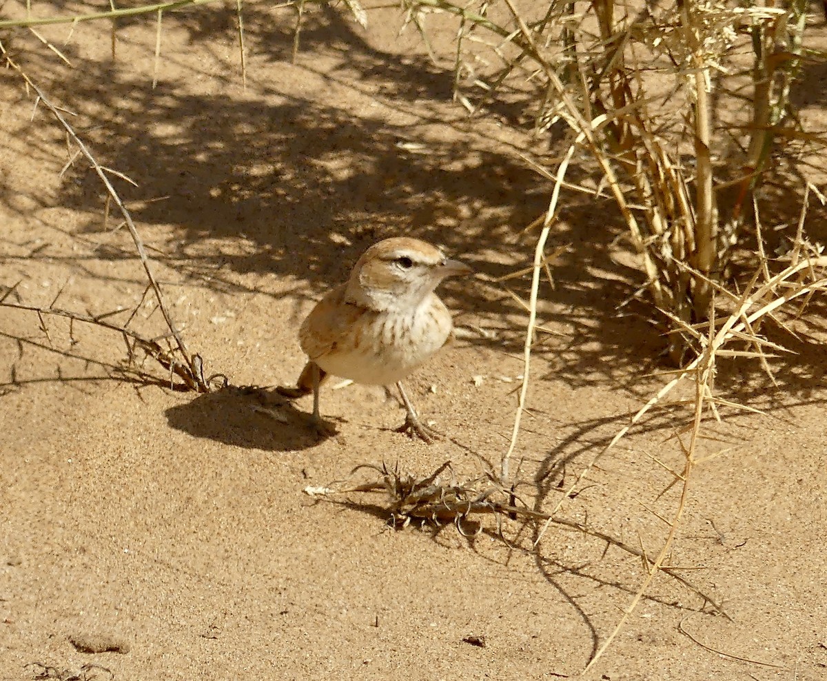 Dune Lark (Dune) - ML646941800