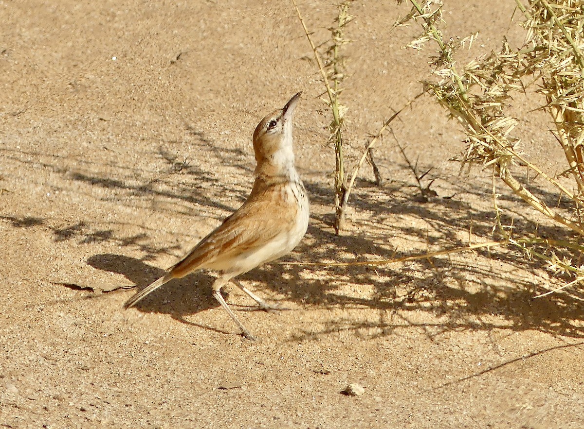 Dune Lark (Dune) - ML646941802