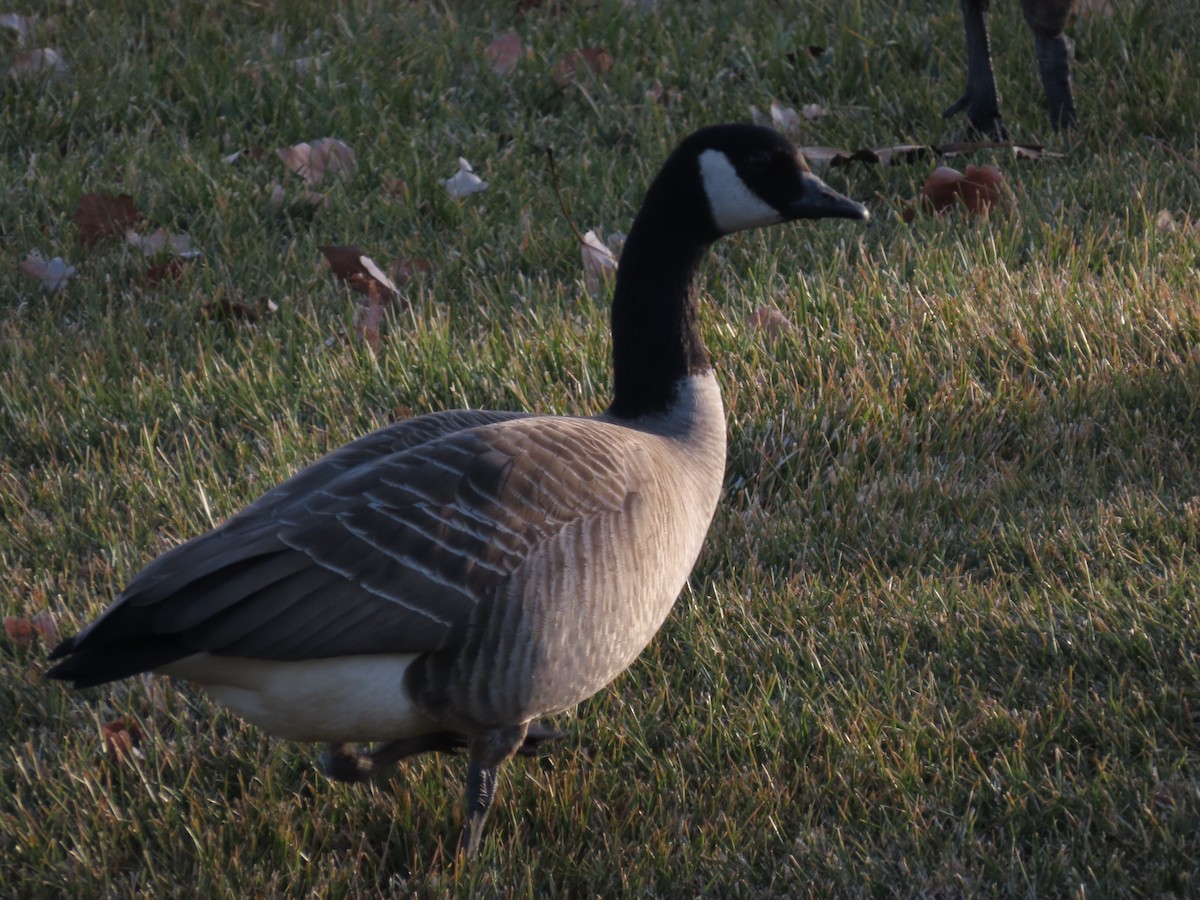 小加拿大雁 - ML646941805