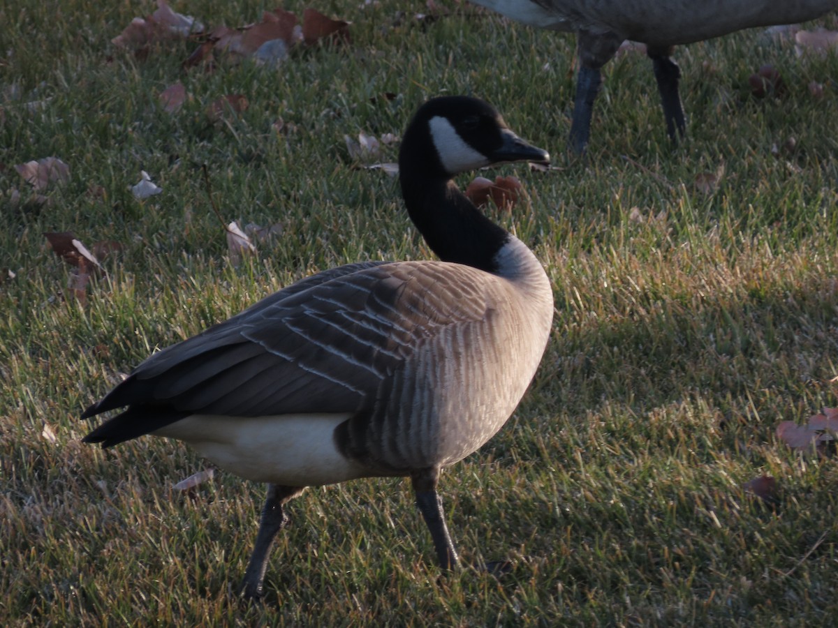 小加拿大雁 - ML646941809