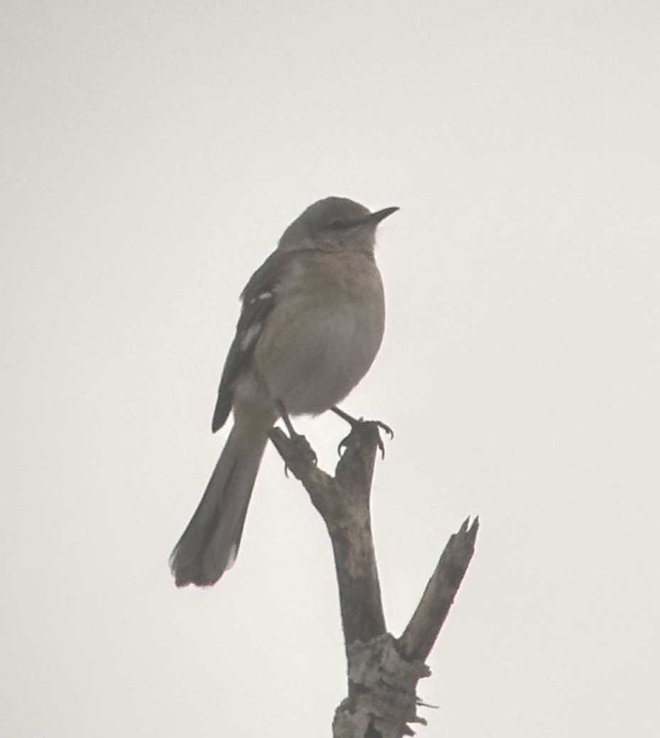 Northern Mockingbird - ML646941813