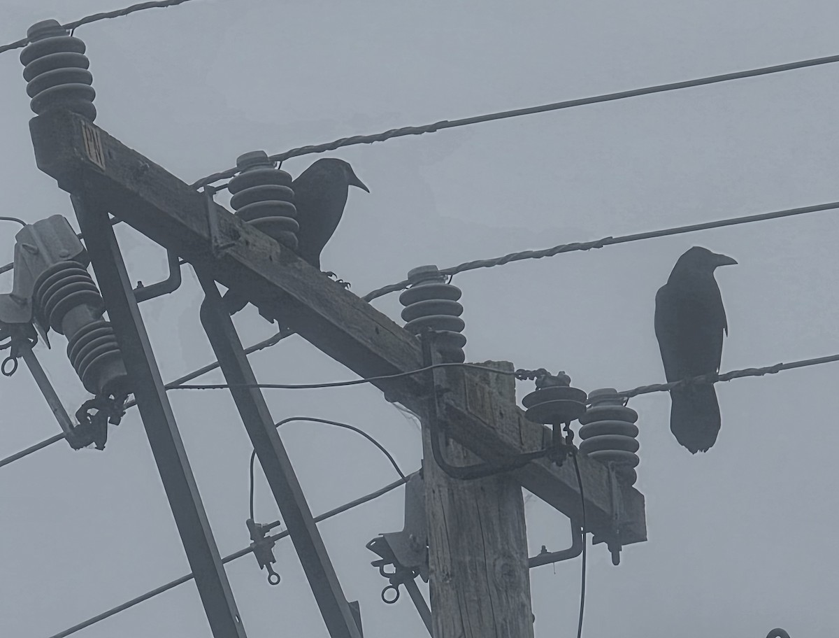 Erroi handia - ML646941820