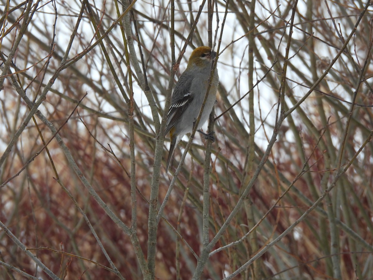 ギンザンマシコ - ML646941821