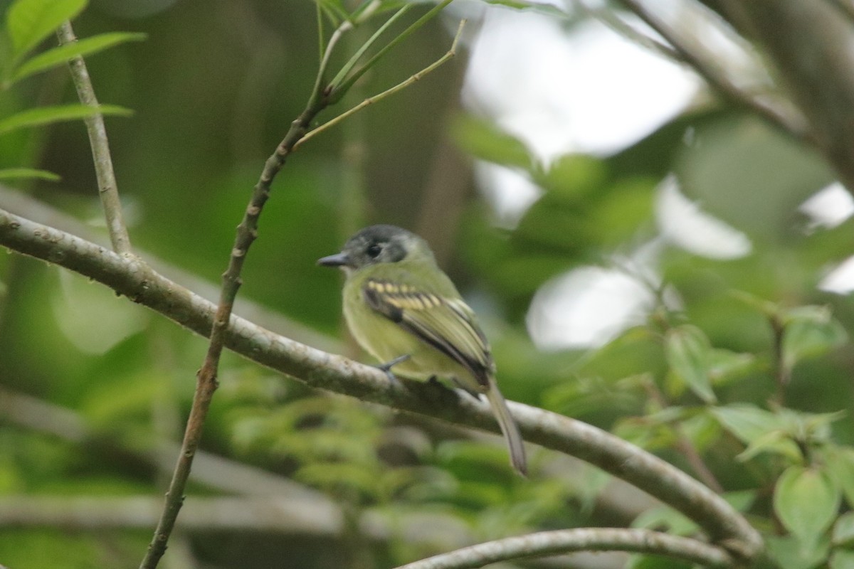 Schieferkappen-Laubtyrann - ML646941823