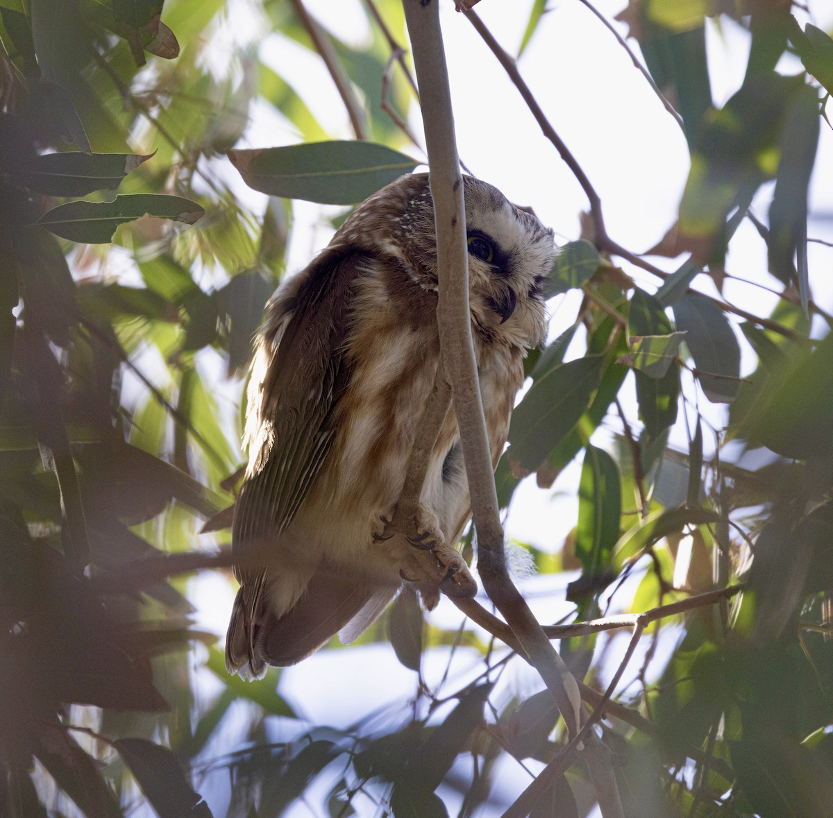 Mochuelo Cabezón - ML646941824