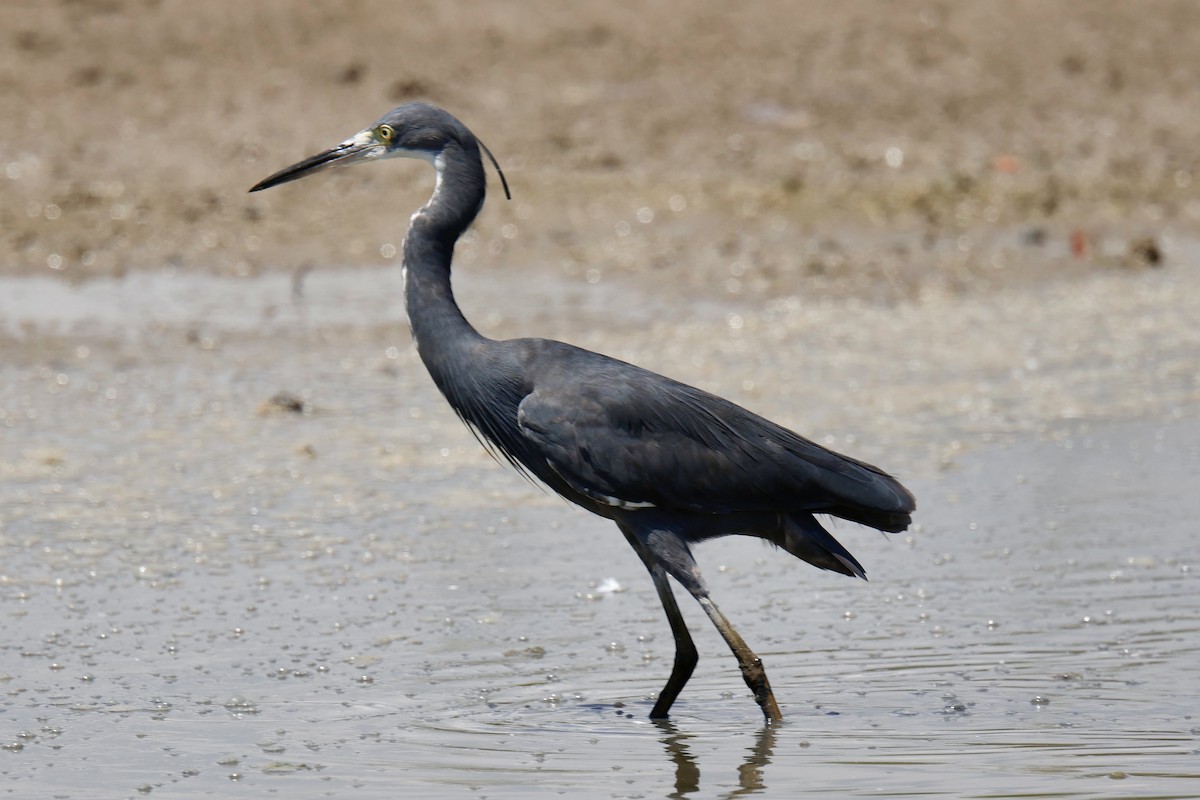 Seidenreiher (dimorpha) - ML646941826