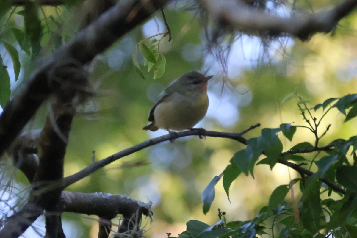 Tennessee Warbler - ML646941827