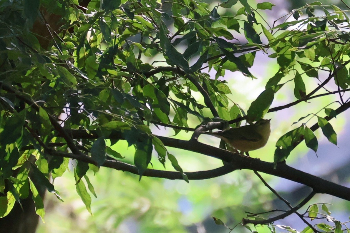 Tennessee Warbler - ML646941828