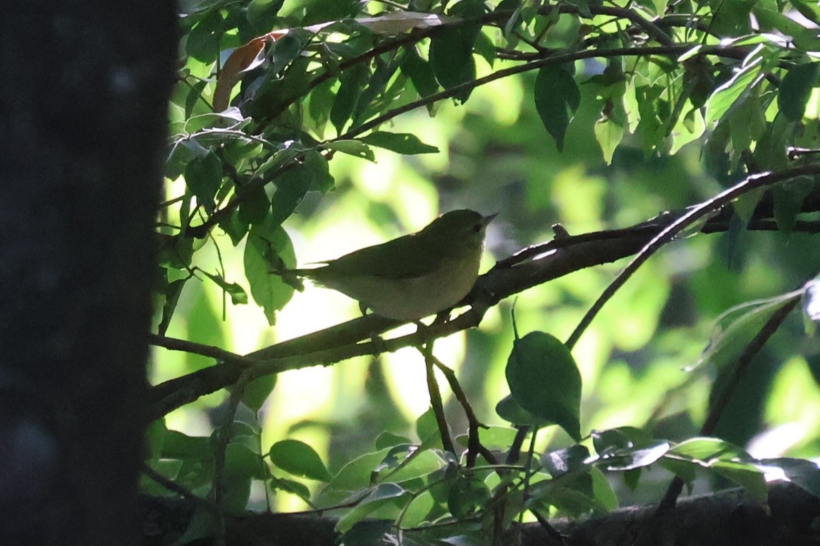 Tennessee Warbler - ML646941829