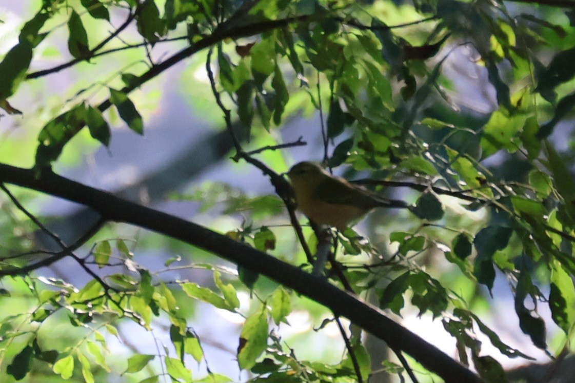 Tennessee Warbler - ML646941830