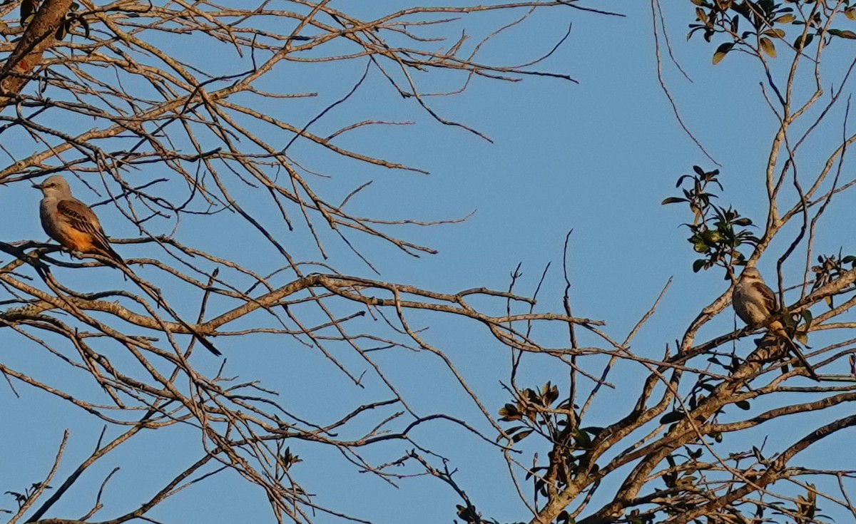 Scissor-tailed Flycatcher - ML646941831