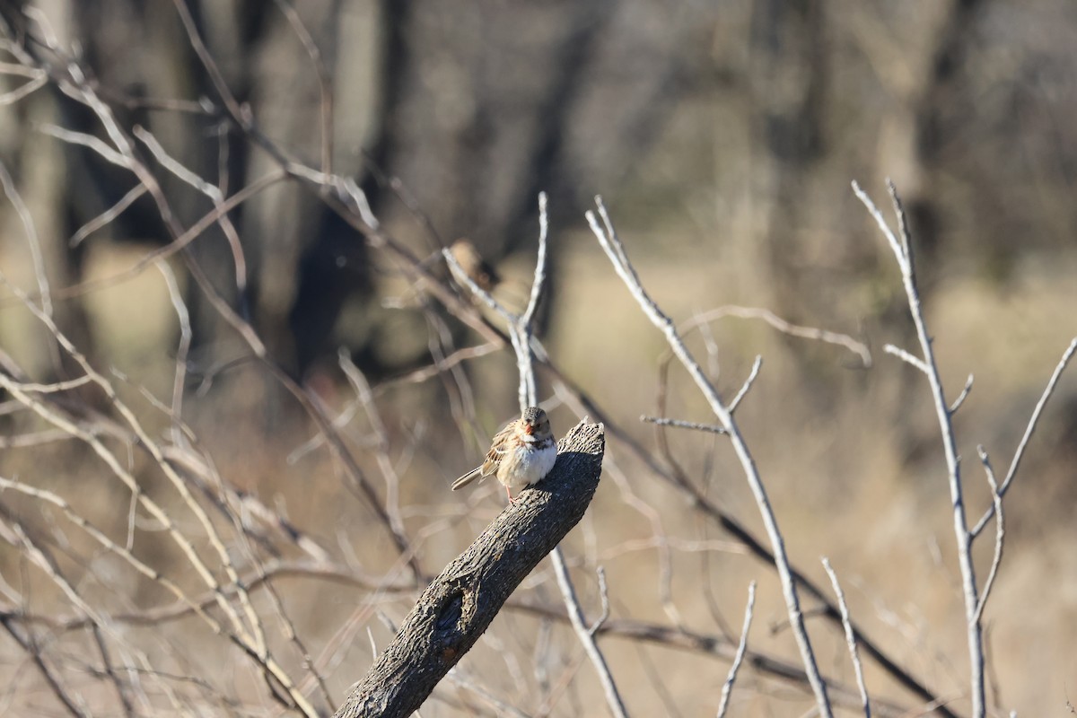Harris's Sparrow - ML646941833