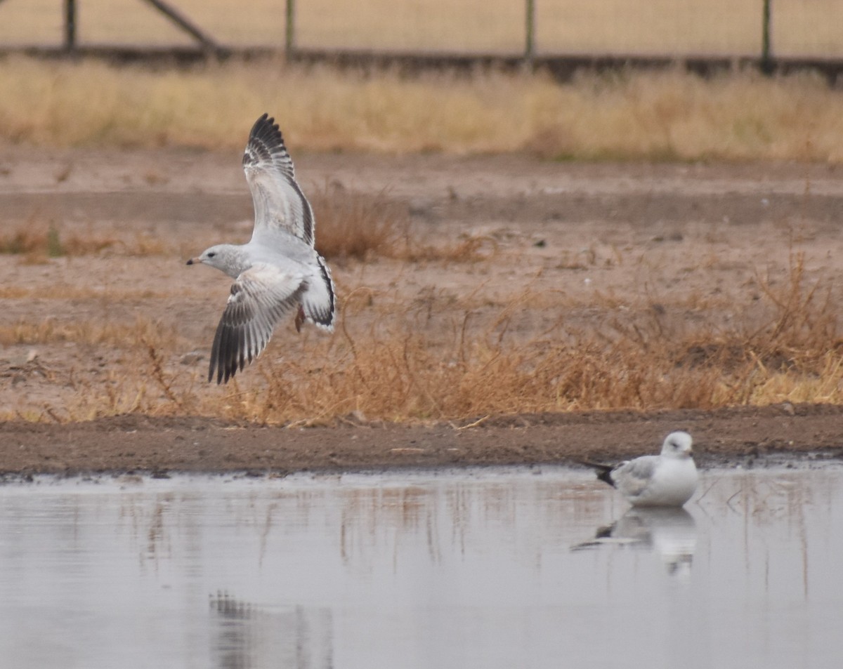 Ring-billed Gull - ML646941841