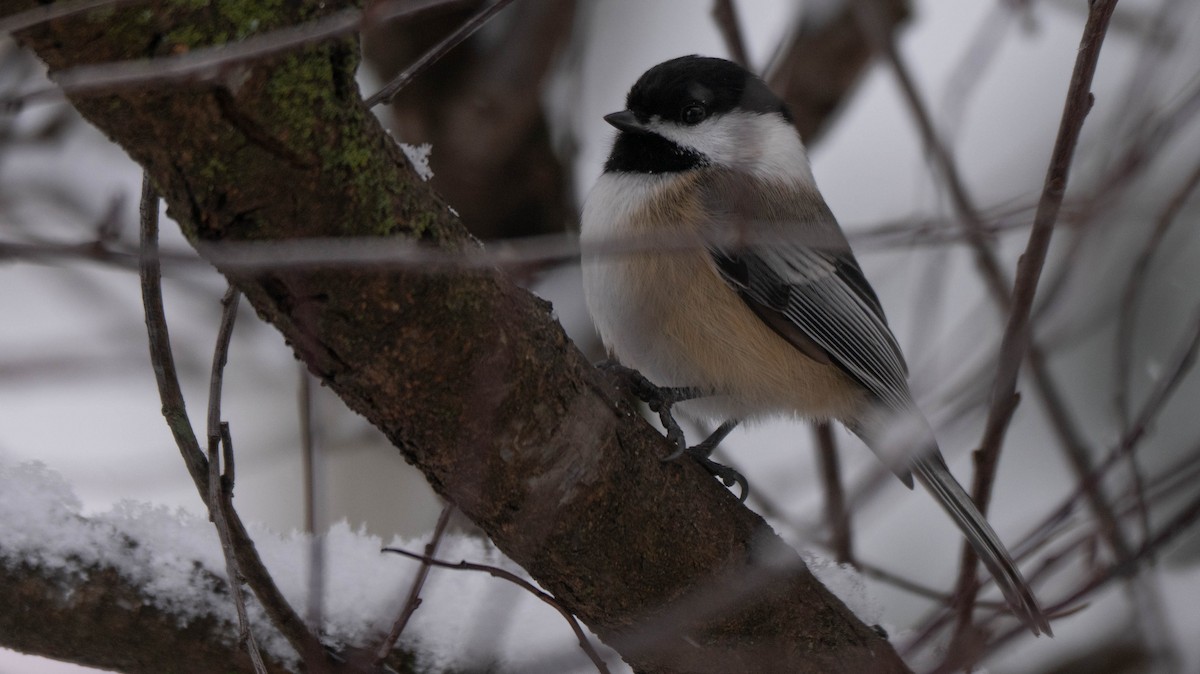 Carbonero Cabecinegro - ML646941843